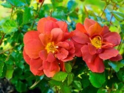 Zwergrose 'Havanna' -Günstiges Garten Zart Geschäft zwergrose havanna m122250 w 2