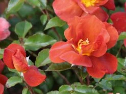 Zwergrose 'Havanna' -Günstiges Garten Zart Geschäft zwergrose havanna m122250 w 4