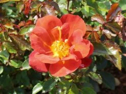 Zwergrose 'Havanna' -Günstiges Garten Zart Geschäft zwergrose havanna m122250 w 5