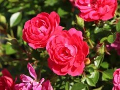 Zwergrose 'Hobby' ®