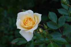 Zwergrose 'Honeymilk' ® -Günstiges Garten Zart Geschäft zwergrose honeymilk m005804 362721 0