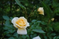 Zwergrose 'Honeymilk' ® -Günstiges Garten Zart Geschäft zwergrose honeymilk m005804 362721 2