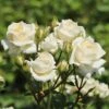 Zwergrose 'Honeymilk' ® 1 Zwergrose 'Honeymilk' ® -Günstiges Garten Zart Geschäft zwergrose honeymilk m005804 h 0