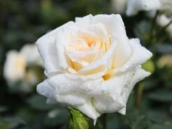 Zwergrose 'Honeymilk' ® -Günstiges Garten Zart Geschäft zwergrose honeymilk m005804 w 2