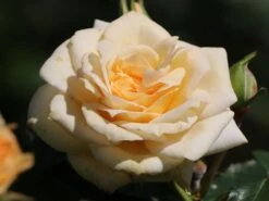 Zwergrose 'Honeymilk' ® -Günstiges Garten Zart Geschäft zwergrose honeymilk m005804 w 3