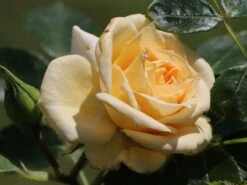 Zwergrose 'Honeymilk' ® -Günstiges Garten Zart Geschäft zwergrose honeymilk m005804 w 4