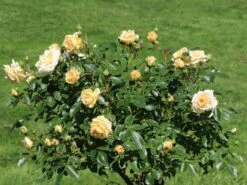 Zwergrose 'Honeymilk' ® -Günstiges Garten Zart Geschäft zwergrose honeymilk m005804 w 5