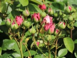 Zwergrose 'Lavender Ice' ® -Günstiges Garten Zart Geschäft zwergrose lavender ice m080714 w 1