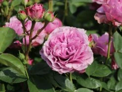 Zwergrose 'Lavender Ice' ® -Günstiges Garten Zart Geschäft zwergrose lavender ice m080714 w 2