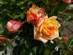 Zwergrose 'Little Sunset' ® -Günstiges Garten Zart Geschäft zwergrose little sunset m046938 808070 0