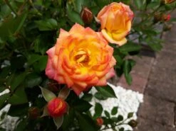 Zwergrose 'Little Sunset' ® -Günstiges Garten Zart Geschäft zwergrose little sunset m046938 808070 1