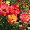 Zwergrose 'Little Sunset' ® 2 Zwergrose 'Little Sunset' ® -Günstiges Garten Zart Geschäft zwergrose little sunset m046938 h 0