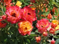 Zwergrose 'Little Sunset' ®