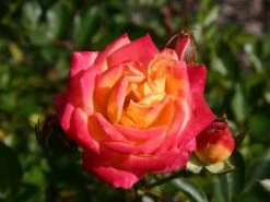 Zwergrose 'Little Sunset' ® -Günstiges Garten Zart Geschäft zwergrose little sunset m046938 w 0