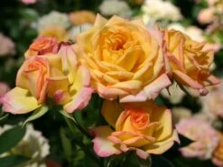 Zwergrose 'Little Sunset' ® -Günstiges Garten Zart Geschäft zwergrose little sunset m046938 w 1