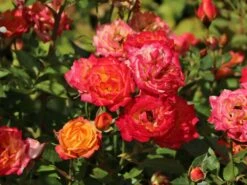 Zwergrose 'Little Sunset' ® -Günstiges Garten Zart Geschäft zwergrose little sunset m046938 w 10