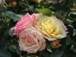 Zwergrose 'Little Sunset' ® -Günstiges Garten Zart Geschäft zwergrose little sunset m046938 w 2