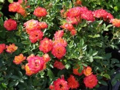 Zwergrose 'Little Sunset' ® -Günstiges Garten Zart Geschäft zwergrose little sunset m046938 w 3