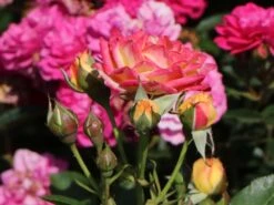 Zwergrose 'Little Sunset' ® -Günstiges Garten Zart Geschäft zwergrose little sunset m046938 w 4