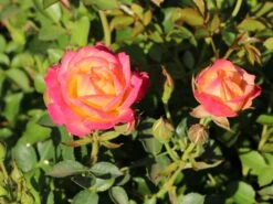 Zwergrose 'Little Sunset' ® -Günstiges Garten Zart Geschäft zwergrose little sunset m046938 w 5