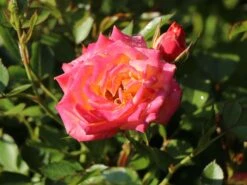 Zwergrose 'Little Sunset' ® -Günstiges Garten Zart Geschäft zwergrose little sunset m046938 w 6