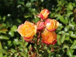 Zwergrose 'Little Sunset' ® -Günstiges Garten Zart Geschäft zwergrose little sunset m046938 w 7