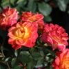 Zwergrose 'Mandarin' ® -Günstiges Garten Zart Geschäft zwergrose mandarin m005808 h 0