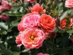 Zwergrose 'Mandarin' ® -Günstiges Garten Zart Geschäft zwergrose mandarin m005808 w 0