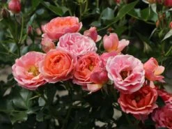 Zwergrose 'Mandarin' ® -Günstiges Garten Zart Geschäft zwergrose mandarin m005808 w 1