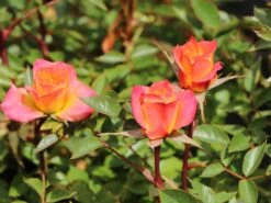 Zwergrose 'Mandarin' ® -Günstiges Garten Zart Geschäft zwergrose mandarin m005808 w 10