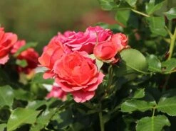 Zwergrose 'Mandarin' ® -Günstiges Garten Zart Geschäft zwergrose mandarin m005808 w 11