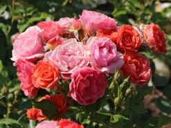 Zwergrose 'Mandarin' ® -Günstiges Garten Zart Geschäft zwergrose mandarin m005808 w 3