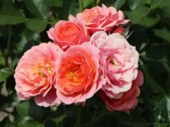 Zwergrose 'Mandarin' ® -Günstiges Garten Zart Geschäft zwergrose mandarin m005808 w 4