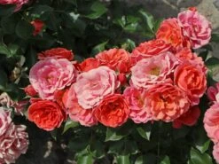 Zwergrose 'Mandarin' ® -Günstiges Garten Zart Geschäft zwergrose mandarin m005808 w 6