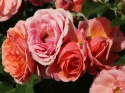 Zwergrose 'Mandarin' ® -Günstiges Garten Zart Geschäft zwergrose mandarin m005808 w 7