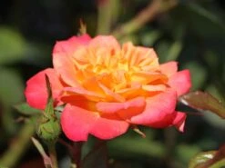 Zwergrose 'Mandarin' ® -Günstiges Garten Zart Geschäft zwergrose mandarin m005808 w 9