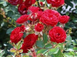 Zwergrose 'Mandy' ® -Günstiges Garten Zart Geschäft zwergrose mandy m056562 w 1