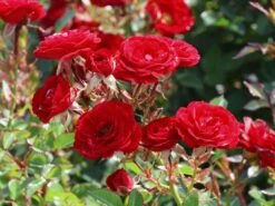 Günstiges Garten Zart Geschäft -Günstiges Garten Zart Geschäft zwergrose mandy m056562 w 2