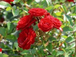 Zwergrose 'Mandy' ® -Günstiges Garten Zart Geschäft zwergrose mandy m056562 w 3