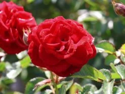 Zwergrose 'Mandy' ® -Günstiges Garten Zart Geschäft zwergrose mandy m056562 w 4