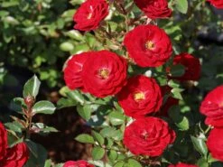 Zwergrose 'Mandy' ® -Günstiges Garten Zart Geschäft zwergrose mandy m056562 w 6