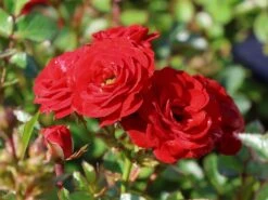 Zwergrose 'Mandy' ® -Günstiges Garten Zart Geschäft zwergrose mandy m056562 w 7