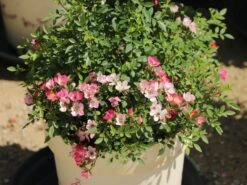 Zwergrose 'Miniatura' ®