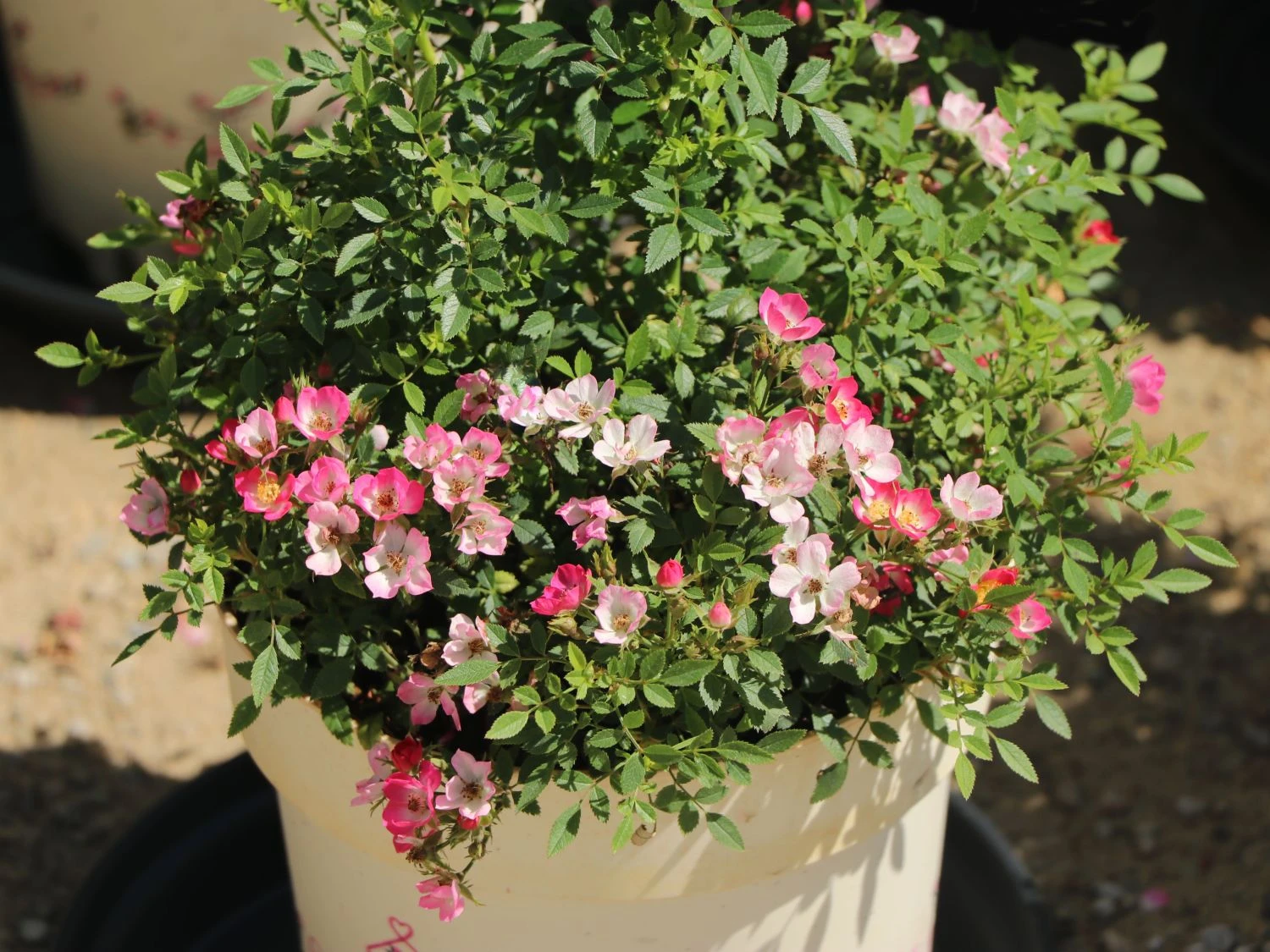 Zwergrose 'Miniatura' ® 3 Zwergrose 'Miniatura' ®