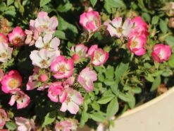 Zwergrose 'Miniatura' ® 7 Zwergrose 'Miniatura' ® -Günstiges Garten Zart Geschäft zwergrose miniatura m122258 w 1