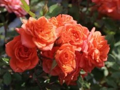 Zwergrose 'Ninetta' ®