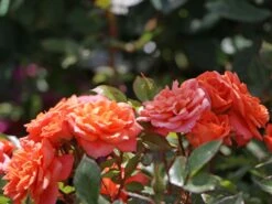 Zwergrose 'Ninetta' ® -Günstiges Garten Zart Geschäft zwergrose ninetta m054553 w 0