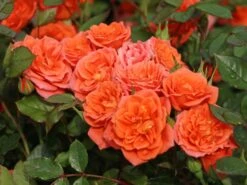 Zwergrose 'Ninetta' ® -Günstiges Garten Zart Geschäft zwergrose ninetta m054553 w 1