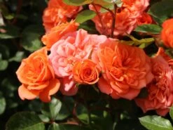 Zwergrose 'Ninetta' ® -Günstiges Garten Zart Geschäft zwergrose ninetta m054553 w 2