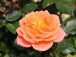 Zwergrose 'Ninetta' ® -Günstiges Garten Zart Geschäft zwergrose ninetta m054553 w 3